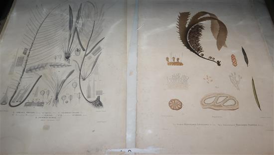 A folio of plates from Voyage au pole sud et dans loceanie, some hand coloured